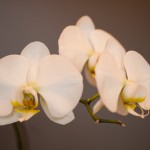 Nature Therapies